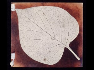 Photogenic Drawing of a Leaf. H.F. Talbot