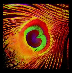 Feather.  1902 (ca) by Sanger Shepherd